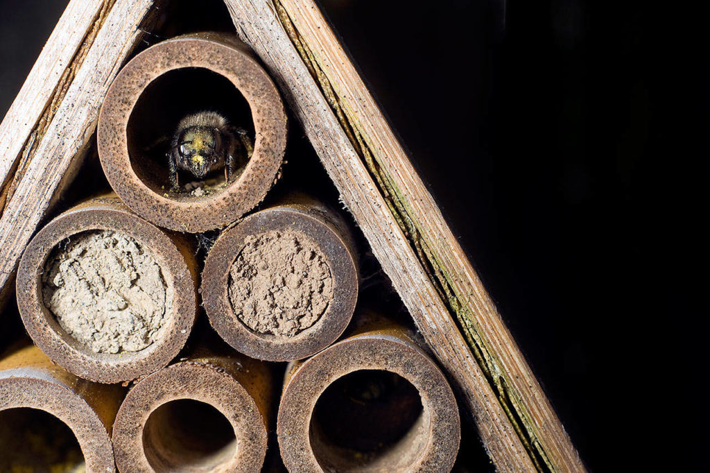 A mason bee prepares to make a nest in a bamboo tube. (Thinkstock)
