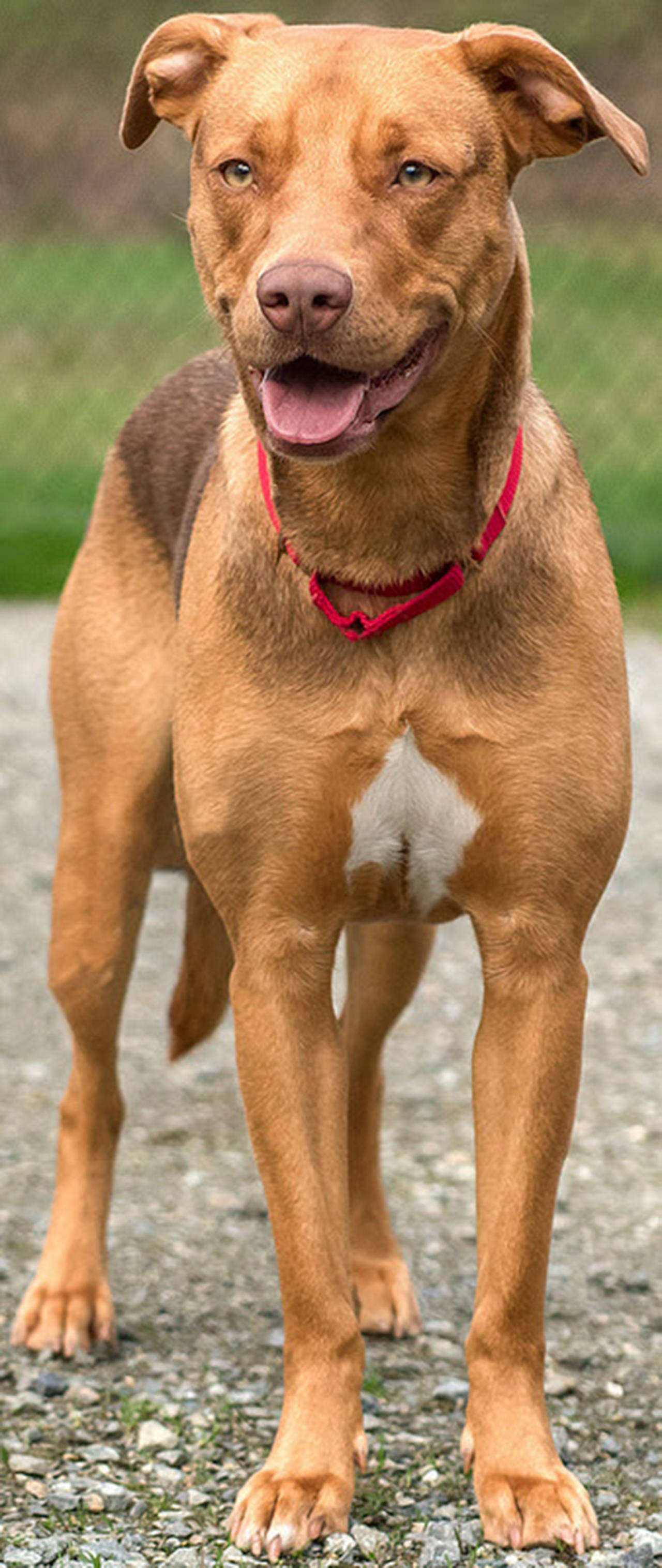 Nala is about 2 years old and very friendly! She will need an active home with secure confinement when left alone. She does well with other dogs she meets but prefers to be the only companion in the family. Nala does have some prey drive and is sure to chase small furry creatures including cats. Come meet this beautiful gal today. (Curt Story/Everett Animal Shelter)