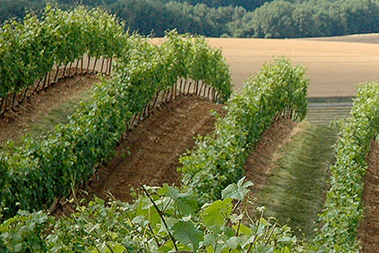 Pinot noir grape dominates Oregon vineyards