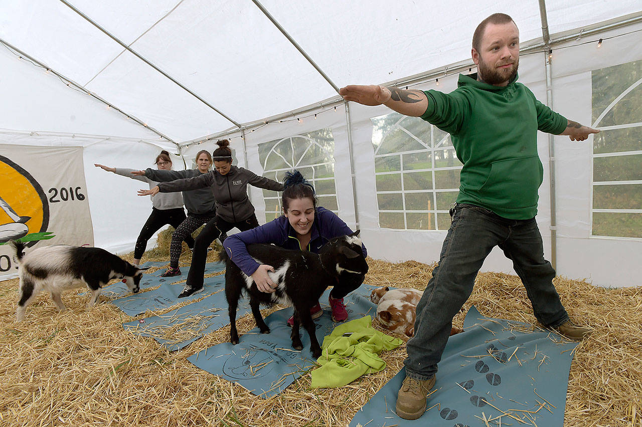 While the rest of her classmates hold a yoga pose Jessie Ryan, of Portland, pauses to spend some time with Quincy the goat during Goat Yoga class March 29 in Corvallis, Oregon. (Andy Cripe /The Corvallis Gazette-Times via AP)