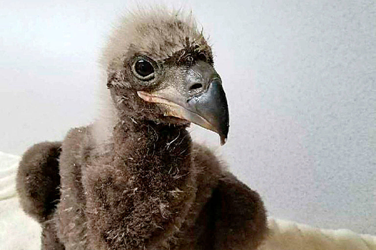 Climbers scale an 80-foot tree to help a baby bald eagle | HeraldNet.com