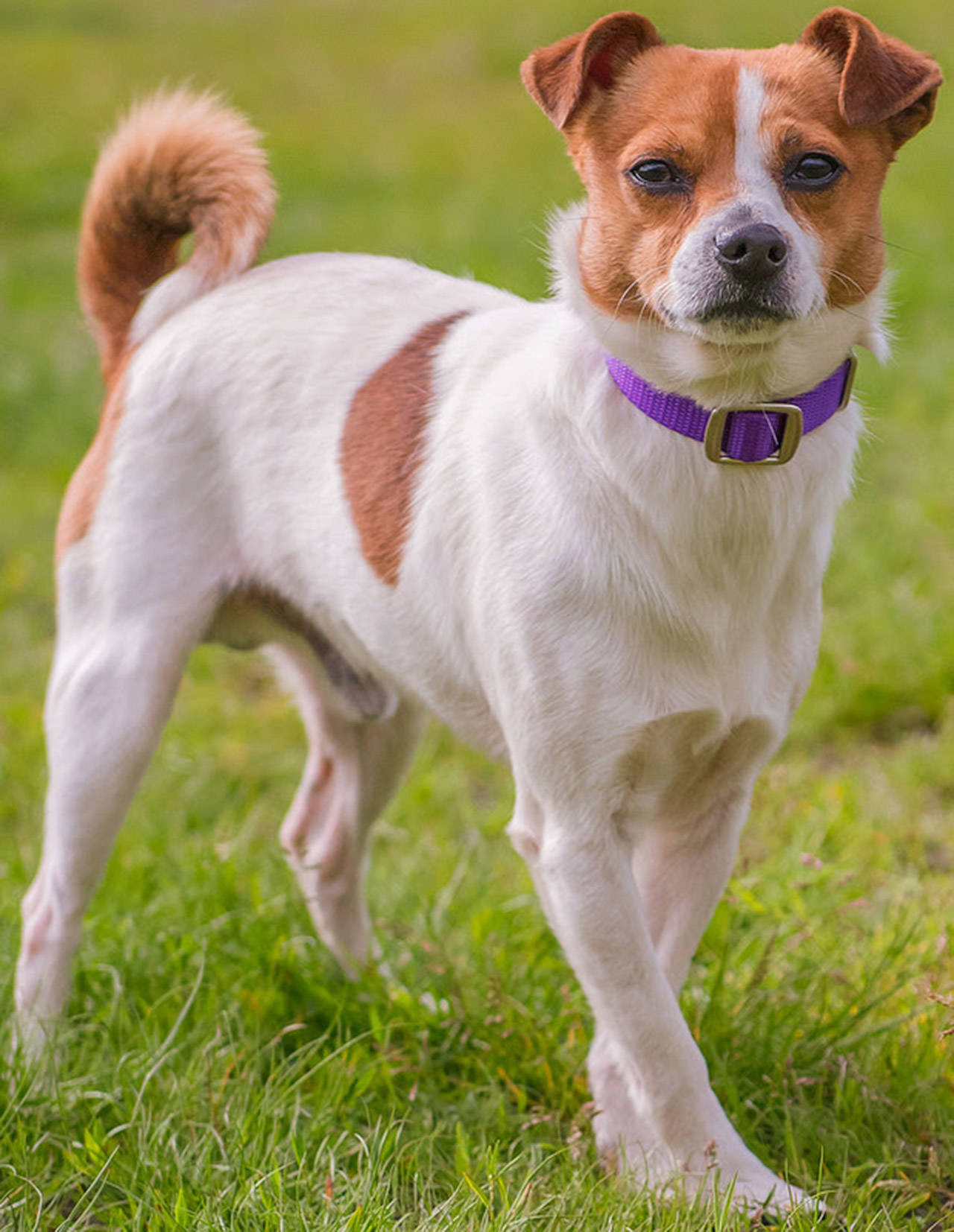 Charlie is a fun little guy looking for an active home! He has lived with another dog his size and done well but would like a meet and greet with any resident canines prior to adoption. Any children in the home should be over 7 years old. We do not know how he will do with cats but he may chase them for fun. (Curt Story/Everett Animal Shelter)