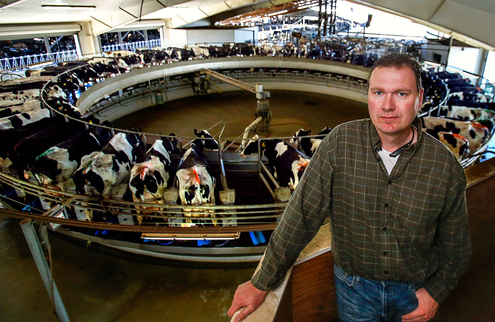 With his rotary parlor, dairy farmer Jeremy Visser is able to milk sixty cows at once in rotation. With 2,000-plus cows, he is producing about 20,000 gallons of milk each day. (Dan Bates / The Herald)