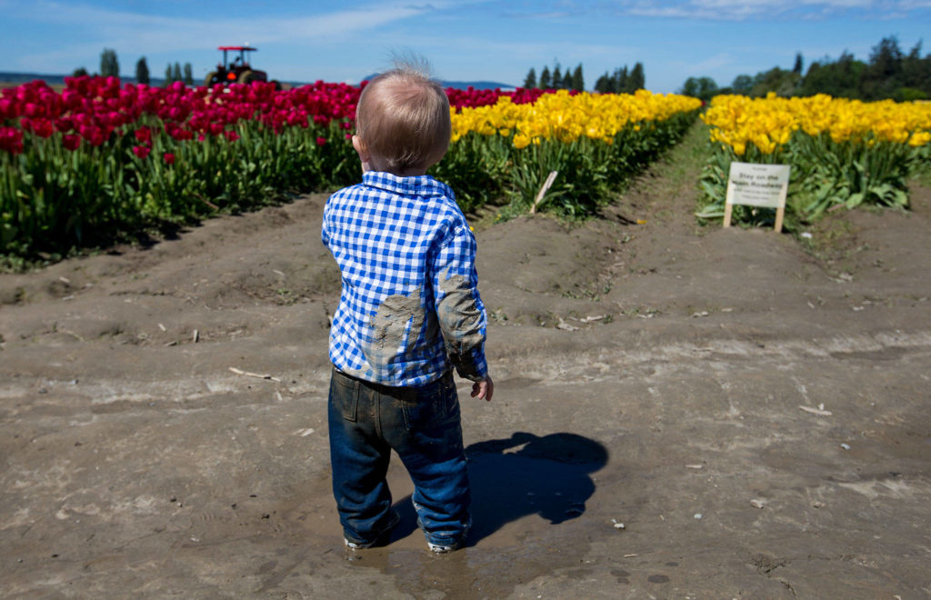 Ryder Garrett, 16 months, gets muddy before his mother, Sara Garrett, is able to shoot a Mother’s Day photo as they look over tulips fields at Tulip Town on Thursday. (Andy Bronson / The Herald)
