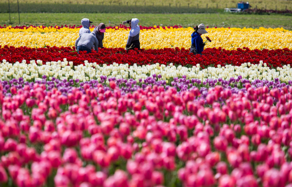 Workers pick tulips from the fields. (Andy Bronson / The Herald)
