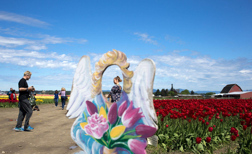 Kim Wholen, seen through a wooden cutout angel, and Gary Beebe film a yoga video among the tulips fields. (Andy Bronson / The Herald)
Kim Wholen, seen through a wooden cutout angel, and Gary Beebe film a yoga video among the tulips fields at Tulip Town on Thursday, May 4, 2017 in Mount Vernon, Wa. The Skagit Valley’s tulip festival ends Sunday. (Andy Bronson / The Herald)
