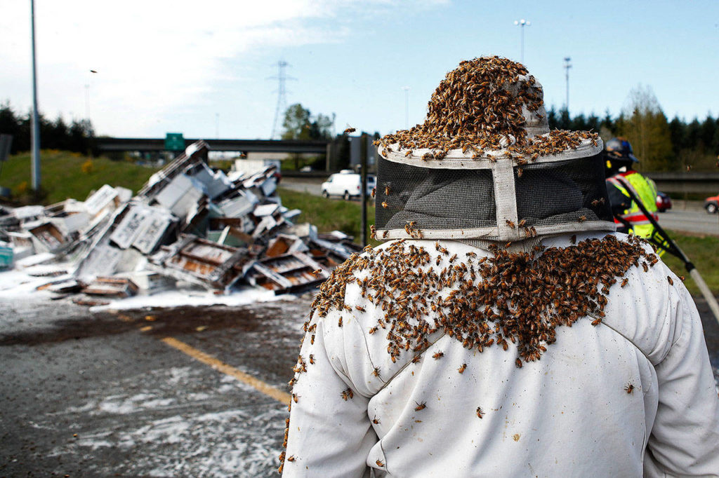 A truck from Belleville Honey & Beekeeping Supply spilled over on I-5 northbound near Alderwood Mall in Lynnwood in 2015. Although nearly 500 hives were lost, that represents less than 1 percent of the bees for the farm. (Ian Terry / The Herald)
