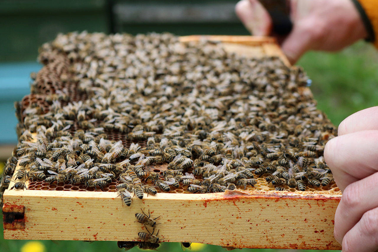Bees from Bellingham’s BeeWorks Farm get shipped to California each year to help pollinate almond orchards in the Central Valley. Nutritious almond pollen helps the bees recover from the winter. (Emily Hamann / Bellingham Business Journal)