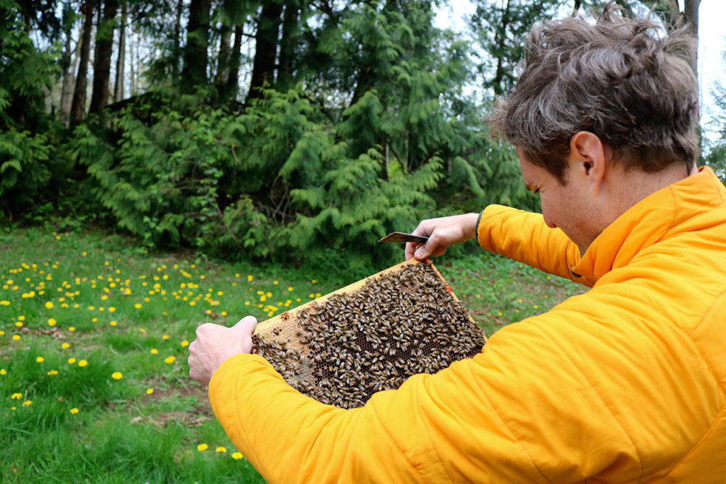 BeeWorks Farm owner Rob Rienstra holds the frame for one of the hives at his farm in Bellingham. Rienstra owns a few hundred hives that he leases to farms to pollinate crops. (Emily Hamann / Bellingham Business Journal)
