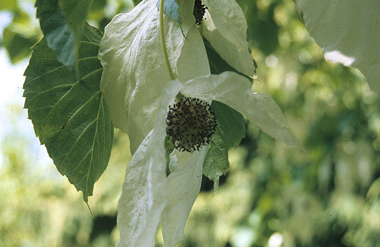 Davidia involucrata blossoms have earned the tree such evocative common names as “hankerchief” and “dove.” (Great Plant Picks)