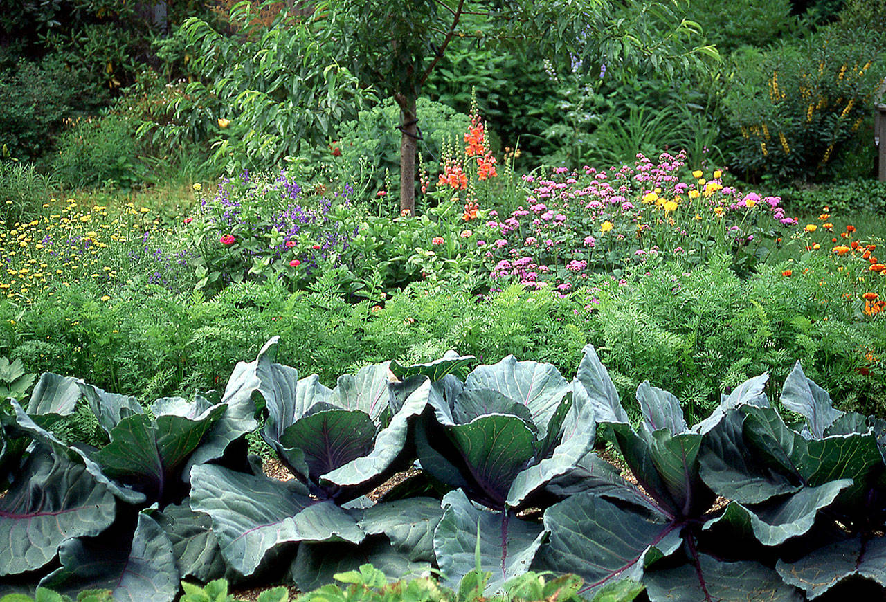 Heads of red cabbage, carrot tops and annual flowers complement one another in the author’s former garden. (Special to The Washington Post/Barbara Damrosch)