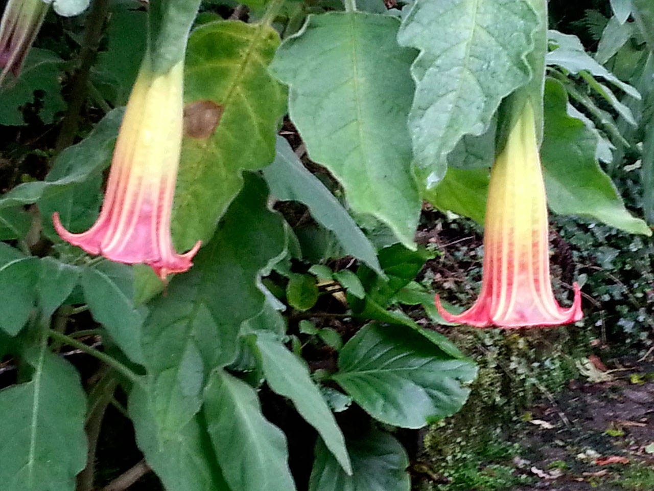 Scarlet Angel’s Trumpet is a tropical-looking plant with a pleasing perfumed scent. (Photo by Sandra Schumaker)
