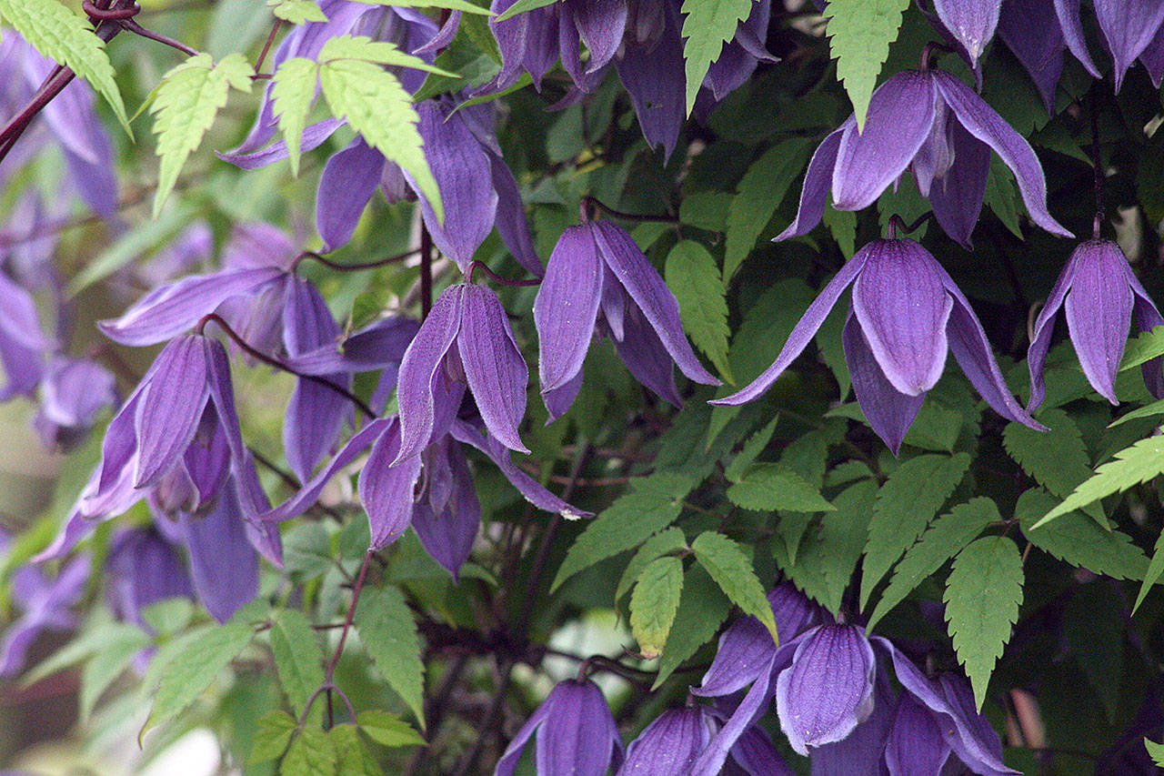 Clematis ‘Helsingborg’ offer a spectacular spring show of rich purple flowers. (Photo by Richie Steffen)