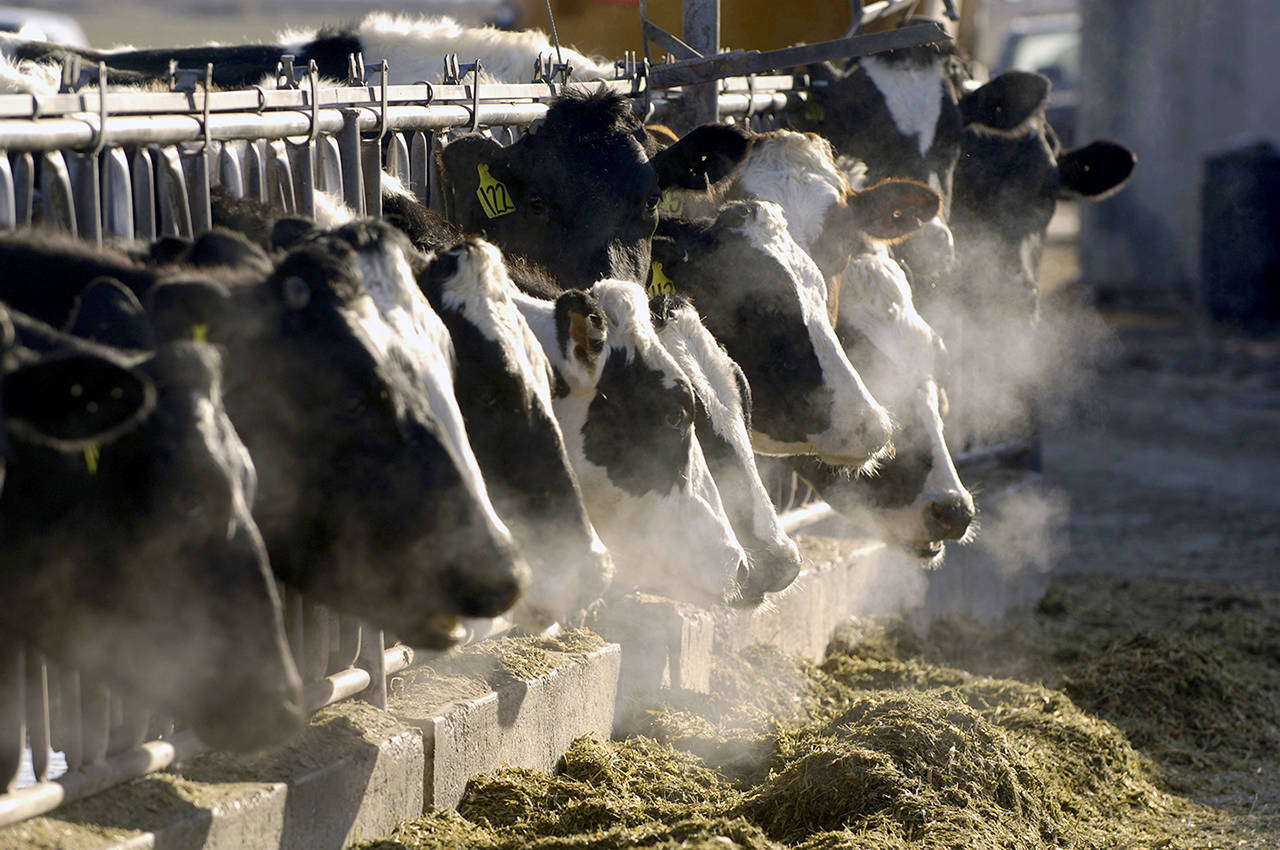 In this 2009 photo, a line of Holstein dairy cows feed through a fence at a dairy farm outside Jerome, Idaho. (AP Photo/Charlie Litchfield, File)