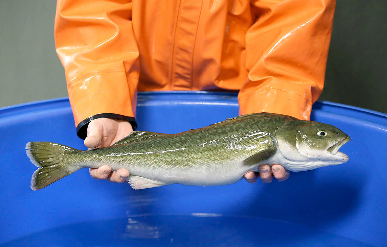 In this photo taken March 28, Bill Fairgrieve, a fisheries research biologist with the National Oceanic and Atmospheric Administration, holds a sablefish at a research facility in Manchester, Washington. Scientists are studying sablefish genetics and investigating ways to make it easier and more efficient to commercially grow and farm the fish as part of a larger effort by NOAA to support marine aquaculture as a possible solution to feed a growing demand worldwide for seafood. (AP Photo/Ted S. Warren)