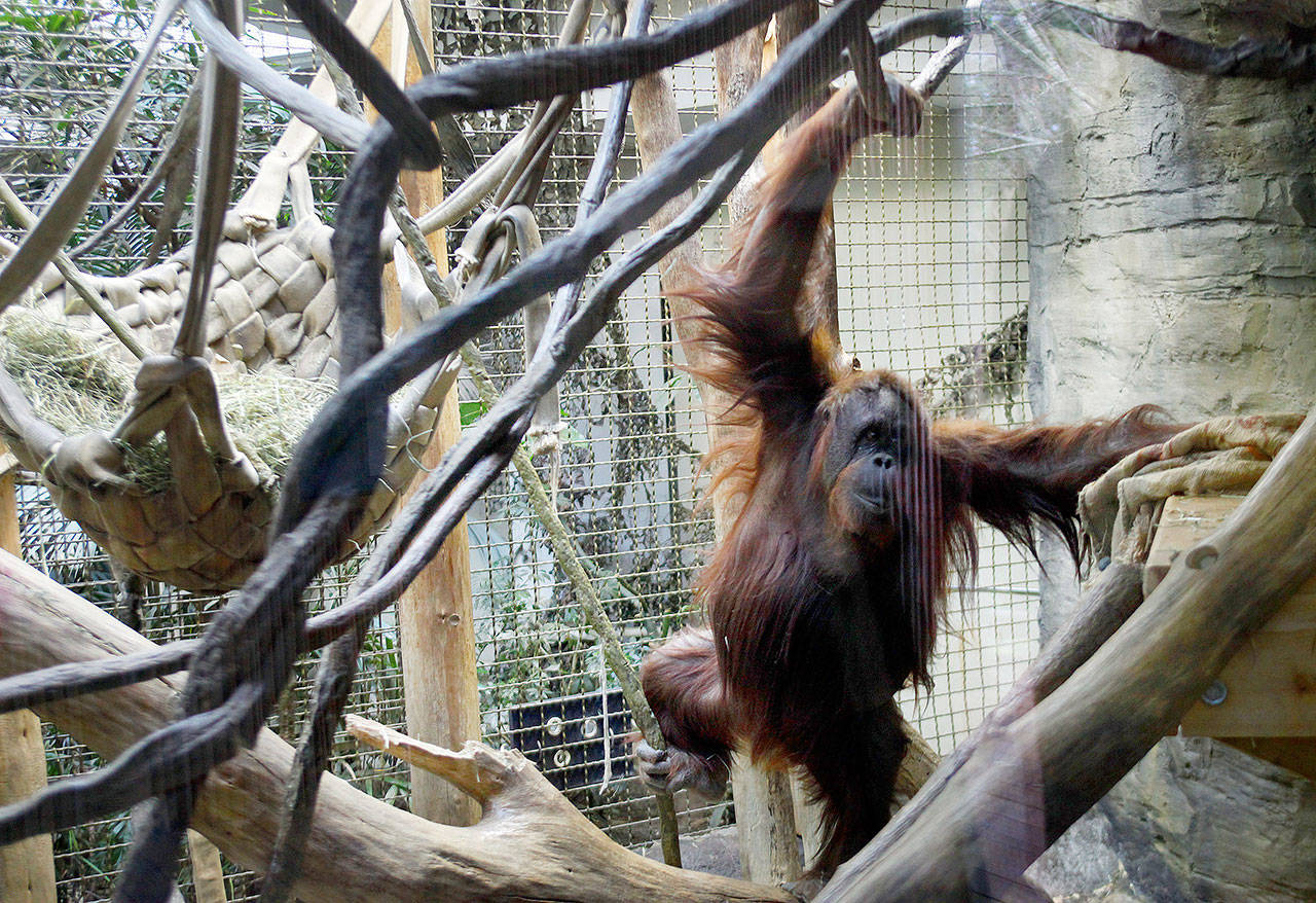 Orangutans at the Woodland Park Zoo can play on ropes and hammocks made from repurposed fire hoses. (Herald file photo)