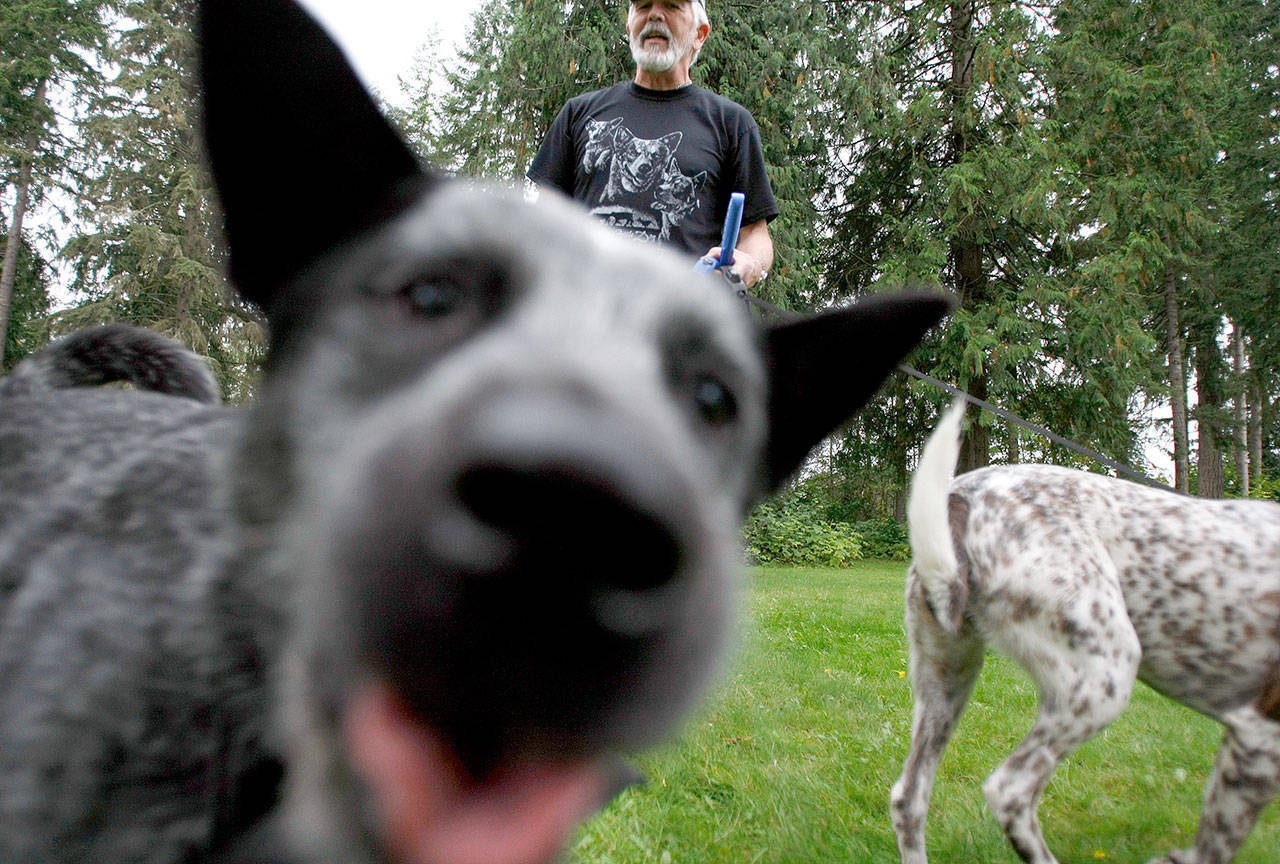 A cattle dog named Quincy smiles for the camera at a dog park in Granite Falls in 2010. (Herald file photo)