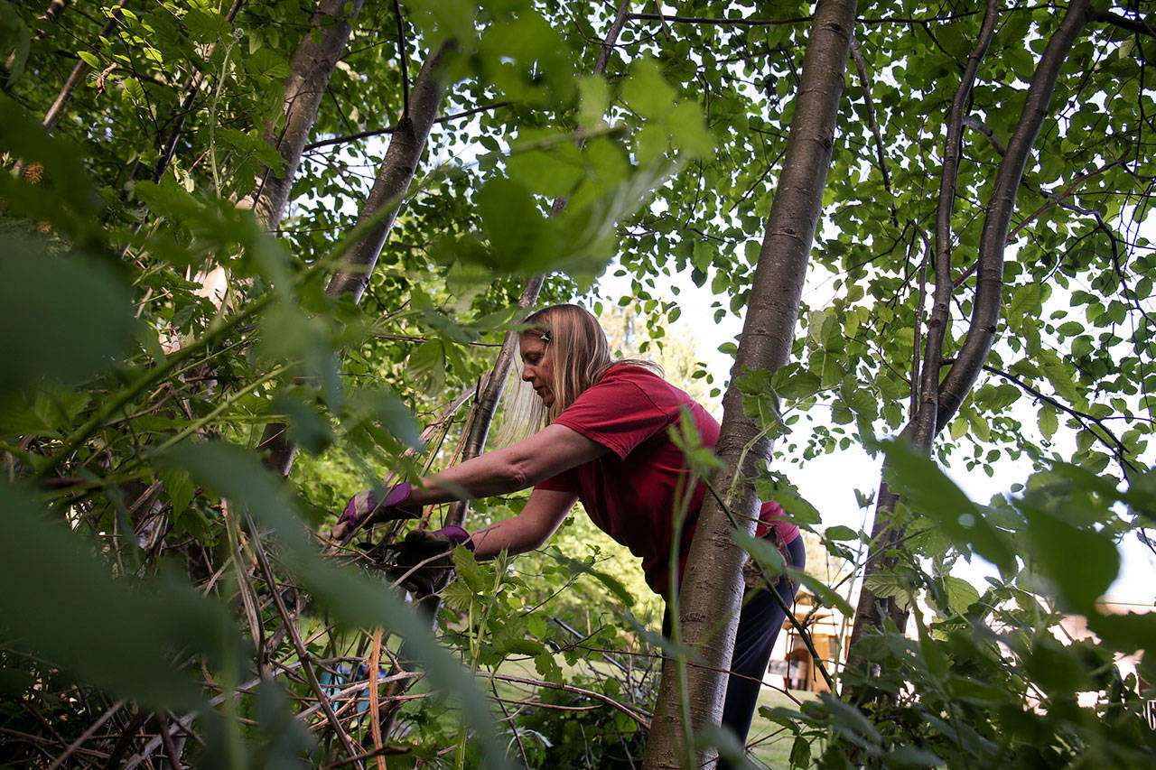 Jackie Burgess works to clear blackberry bushes from the Mill Creek YMCA Saturday morning during the 3rd annual Day of Hope on May 20, 2017. Sponsored by Gold Creek Community Church, the two-day event drew nearly 1300 volunteers. (Kevin Clark / The Herald)