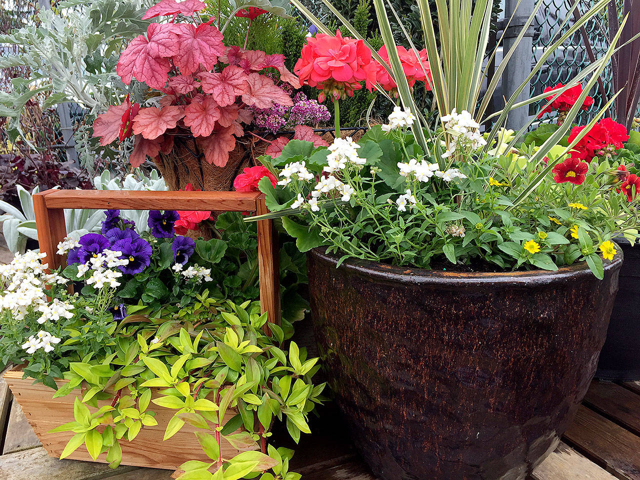 A grouping of containers presents a tableau, with varying heights, colors and textures. In these pots are are variegated holly, copper shamrock, heather, lavender, pansies, nemesia, geraniums, calibrachoa and others. (Photo by Nicole Phillips)