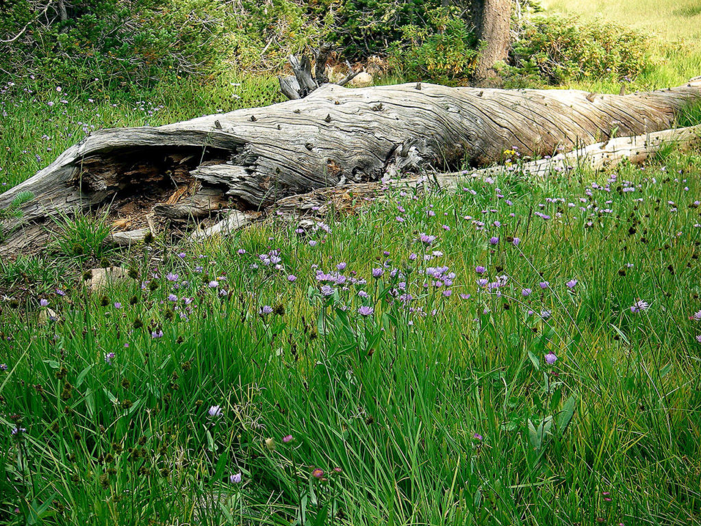 This log was off Bernhardt Mine Trail in the Okanogan Wentatchee National Forest until the trail was destroyed by fire. (Photo by Kim Brown)
