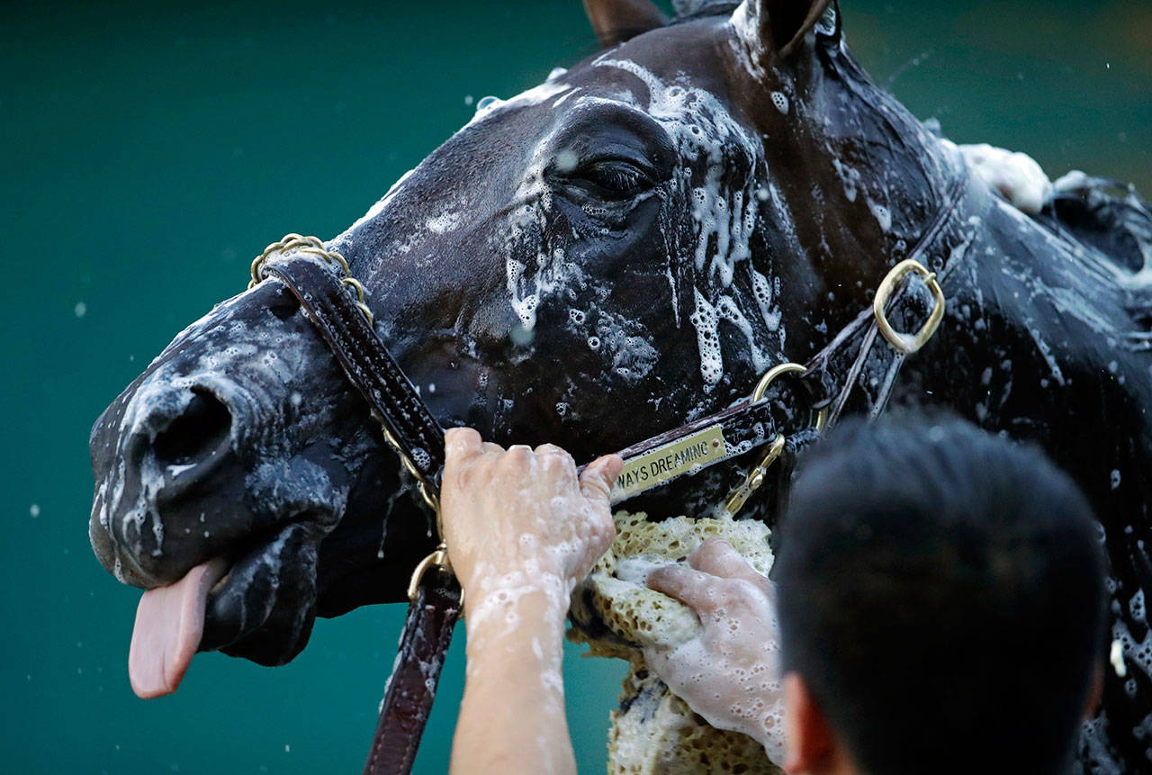 Kentucky Derby winner Always Dreaming is washed after a workout at Pimlico Race Course in Baltimore on May 18, 2017. (AP Photo/Patrick Semansky)