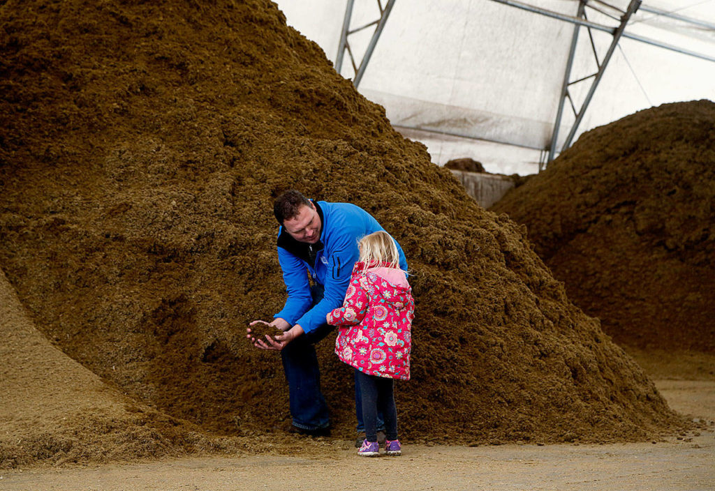Jeremy Visser shows his daughter, Leia, 4, some one-day-old dehydrated manure in his manurecompost barn. Having the liquid removed, the manure is soft and feathery. They use it for the cows to sleep on instead of wood chips. (Dan Bates / The Herald)
