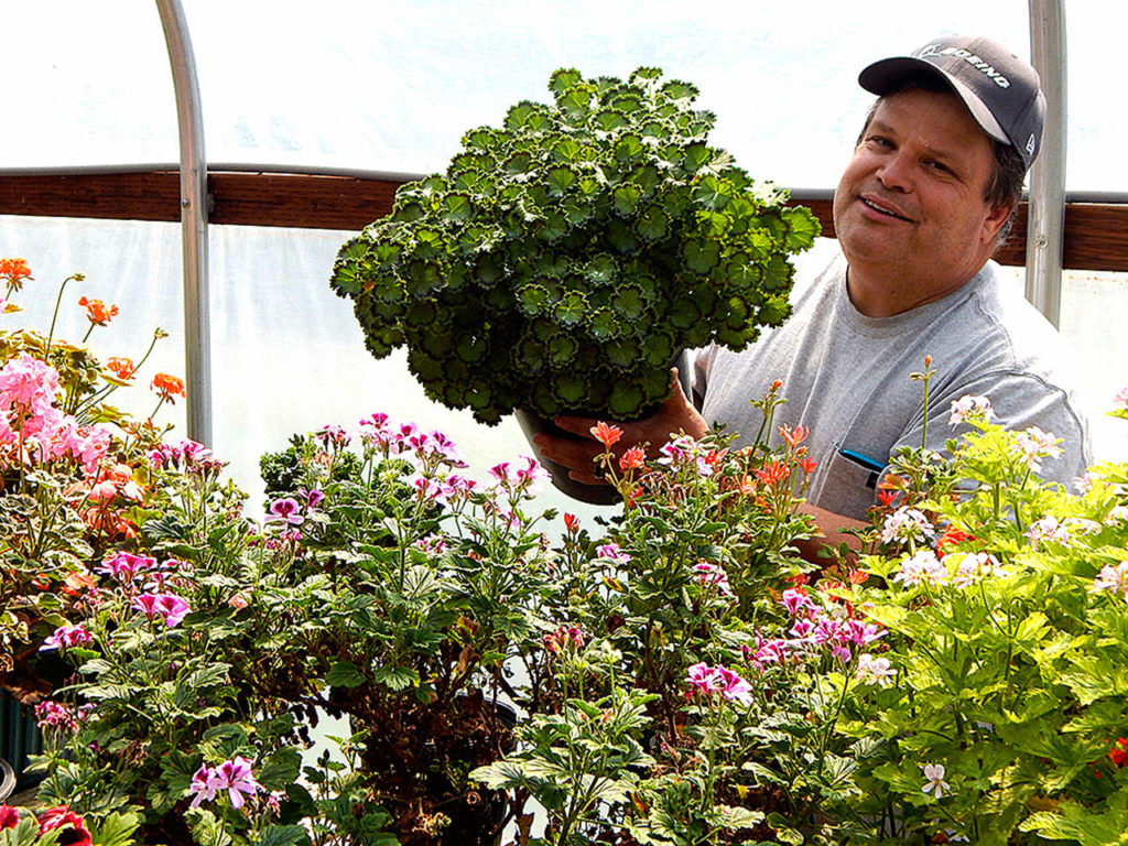 Kevin Jones shows off one of his hundreds of pelargoniums, better known as geraniums, in his private stock greenhouse. (Jon Bauer / The Herald)
