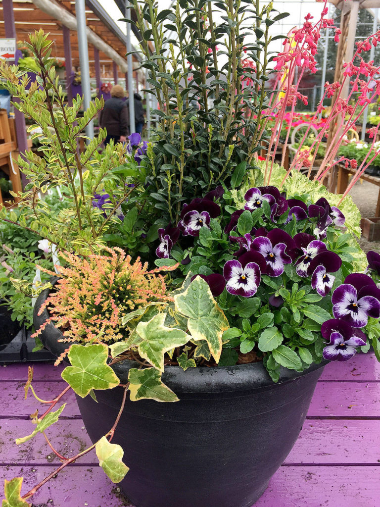 The cute “faces” of the purple violas in this pot mix well with a pink-belled heuchera and a Japanese holly for height, as well as ivy and light-colored heather. (Photo by Nicole Phillips)
