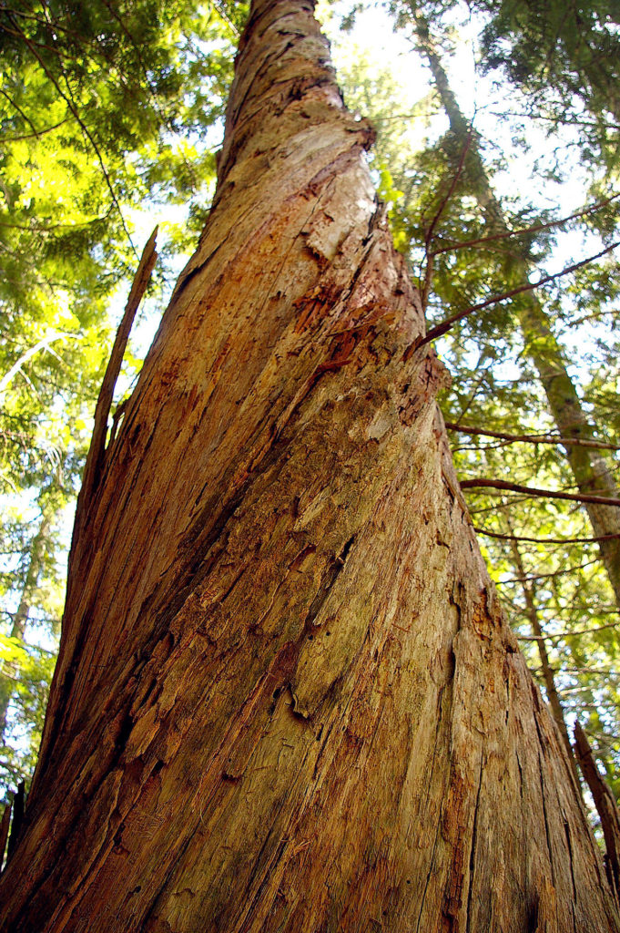 This tree can be found off Barlow Point Trail in Mt. Baker Snoqualmie National Forest. (Photo by Kim Brown)
