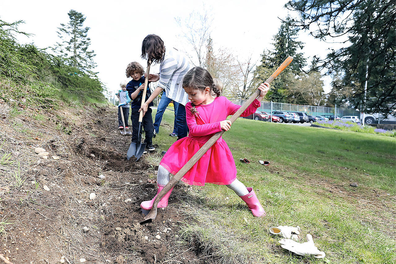 Clara Lamb digs in at a tree-planting event at Alderwood Early Childhood Center. (Contributed photo)