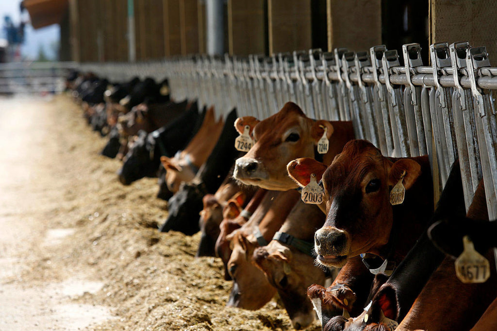 Cows, mostly Jersey and Hostein, enjoy a sunny day in a brand new barn this week. (Dan Bates / The Herald)
