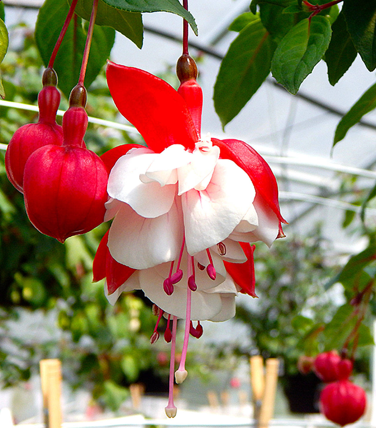 SwingTime is a delightful fuchsia and one of the most popular at Jordan Nursery near Stanwood. (Jon Bauer / The Herald)