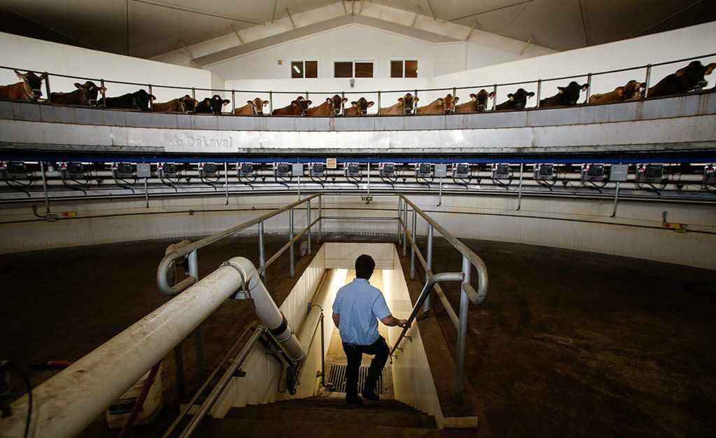 Farm employee Matthew Vrieling exits the center area of the Rotary Parlor, a moving circle of cows being electronically milked. The cows actually like the milking process on the Rotary Parlor, Vrieling said. They appear eager, somewhat, to get on the machine ahead of other cows, he said. (Dan Bates / The Herald)
