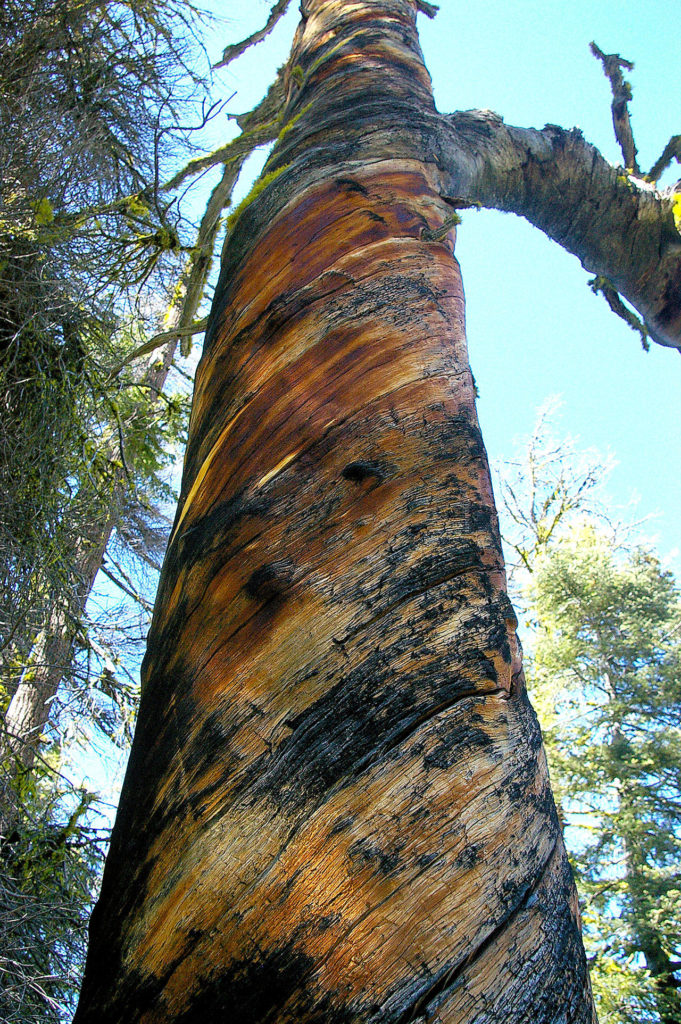 This tree can be found off Meeks Table in Gifford Pinchot National Forest. (Photo by Kim Brown)
