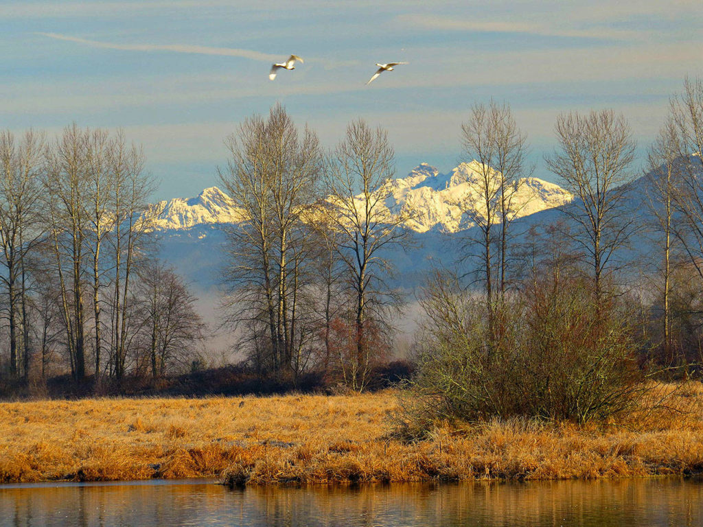 Trumpeter swans approach Shadow Lake at Bob Heirman Wildlife Preserve on Jan. 4, 2014. (Herald file)
