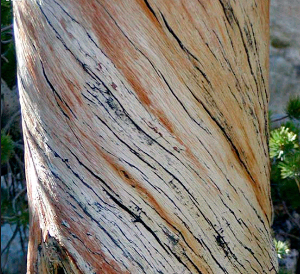 A detail shot of a tree at Meek’s Table in Gilford Pinchot National Forest. (Photo by Jim Kuresman)
