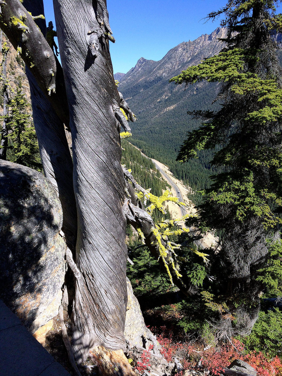 Why do some trees grow in spirals? Local hiker solves mystery