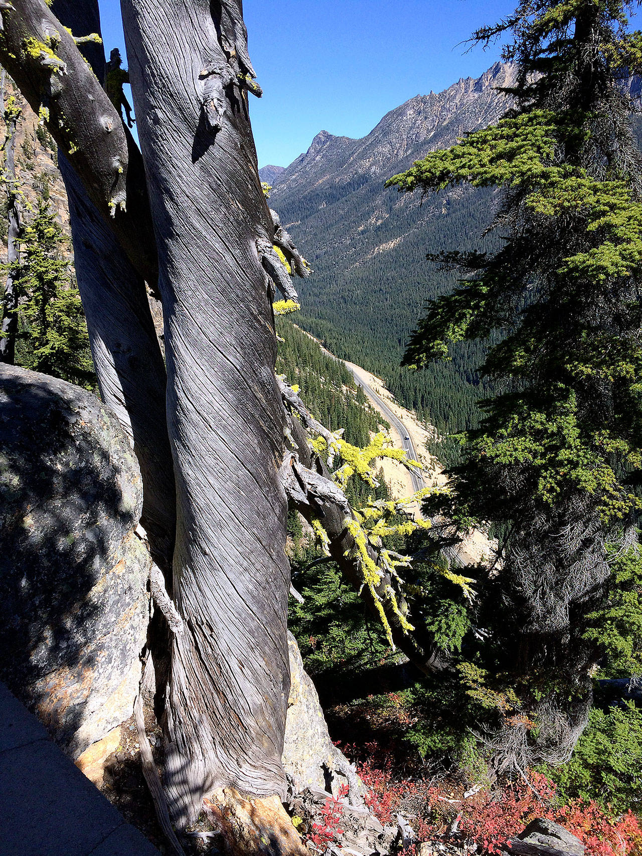 This tree can be found at the Washington Pass Overlook just off Highway 20 in the North Cascades National Park. (Gale Fiege/ The Herald)