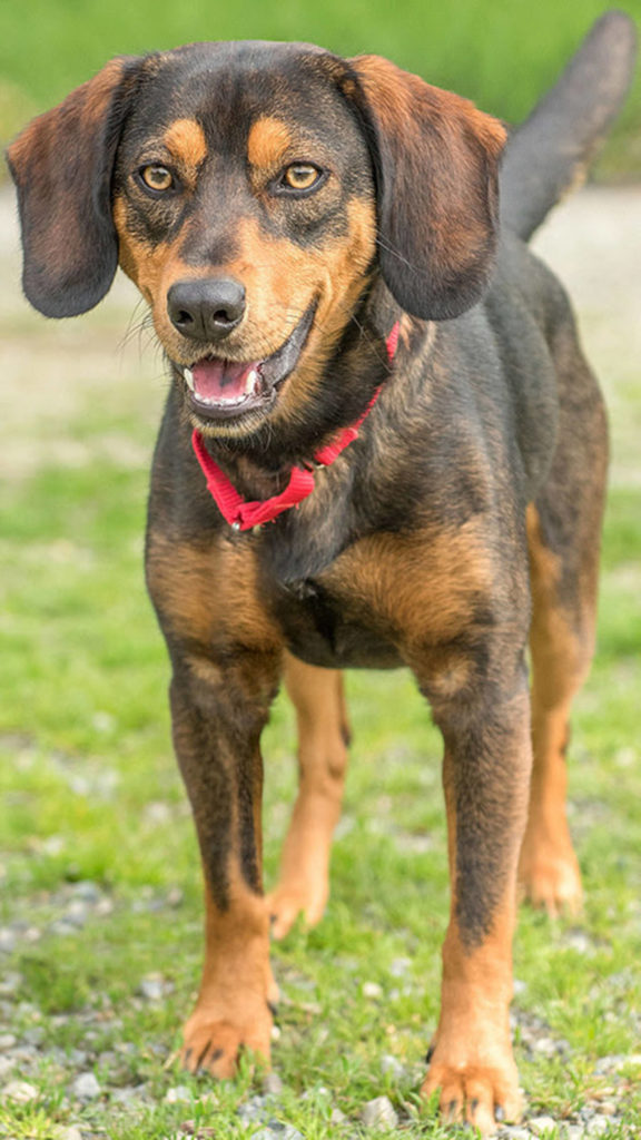 Mannie is a beagle with a lot to say! If he could talk he would tell you that he needs an active home with a big yard (so no apartments or condos) and that he is very particular about his dog friends so any resident canines need a meet and greet beforehand. No felines, critters or livestock. Mannie would also like to tell you that he can be very vocal and you should make sure your neighbors wont be upset with him when he talks. (Curt Story/Everett Animal Shelter)
