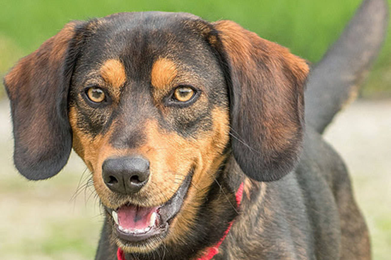 These Everett Animal Shelter dogs need homes