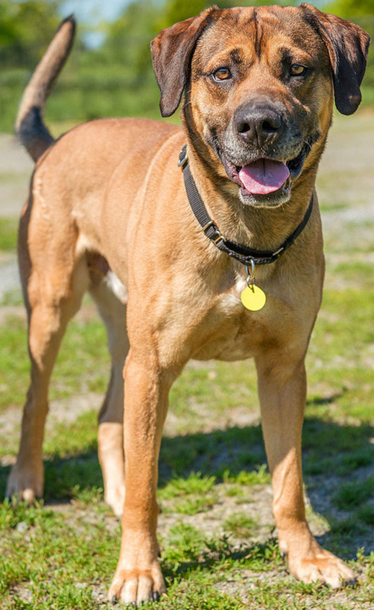 Nathaniel is looking for an adult only home. When Nathaniel becomes scared his reaction is to growl or snap so his new home needs to have experience dealing with a reactive dog. Nathaniel gets along with other dogs his size at the shelter but will need a meet and greet with any resident canines prior to adoption. His new home will need to be feline free. Nathaniel has a problem in one of his legs and our vets took a look at it and have said he has restrictive range of motion in back leg due to an old injury. He seems to be using it fine and just sits with it sticking out. This will need to be monitored by your vet. (Curt Story/Everett Animal Shelter)