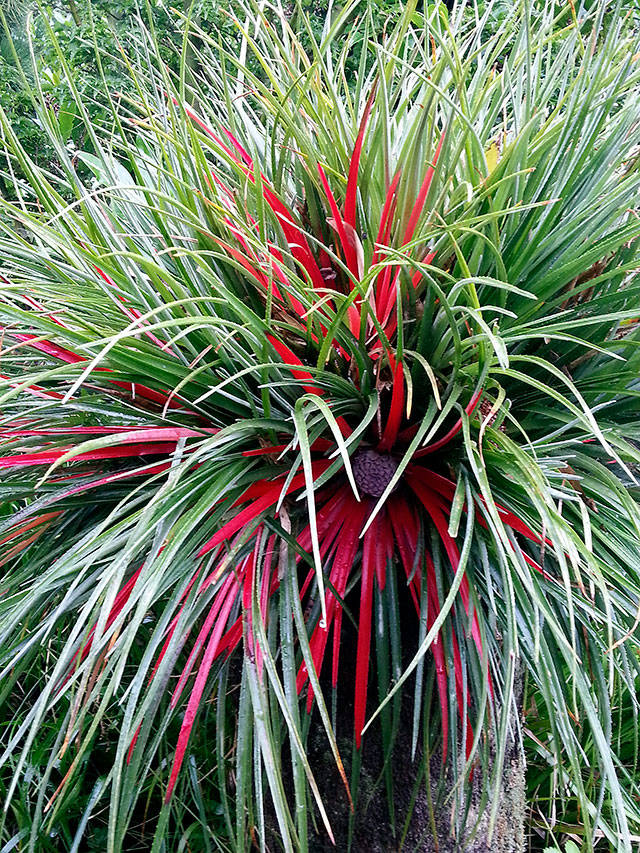 Plant of Merit: Fascicularia bicolor is a rainbow of color