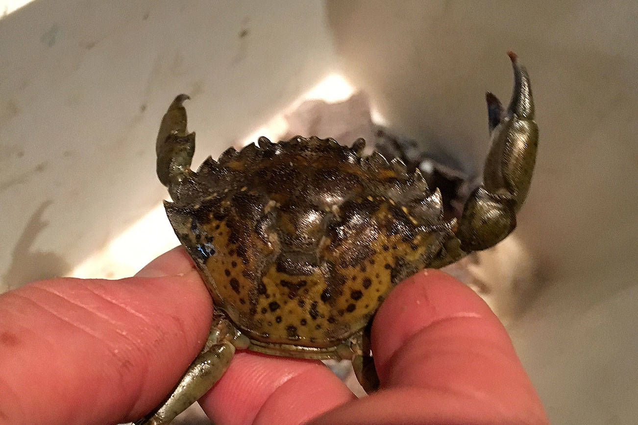 More invasive green crabs found on Olympic Peninsula