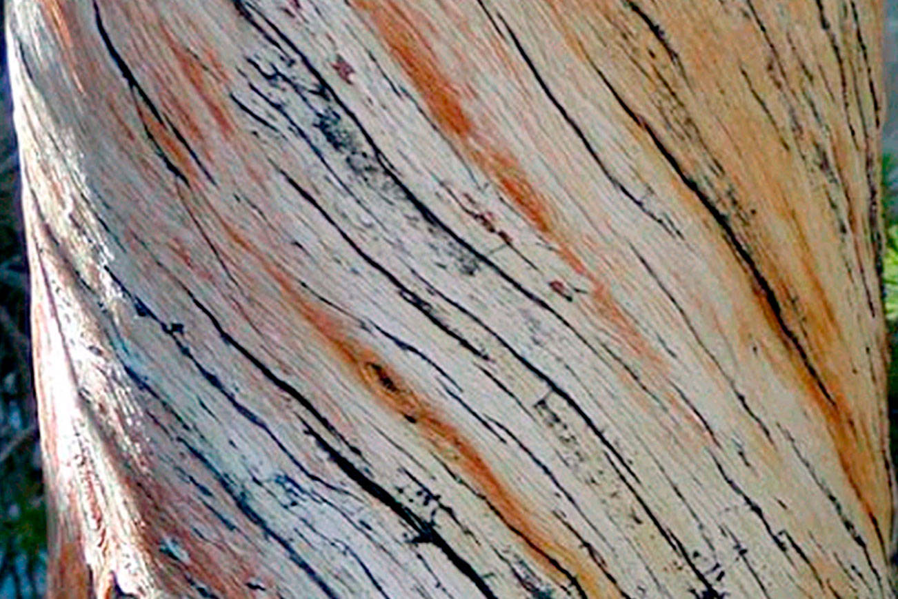 Why do some trees grow in spirals? Local hiker solves mystery