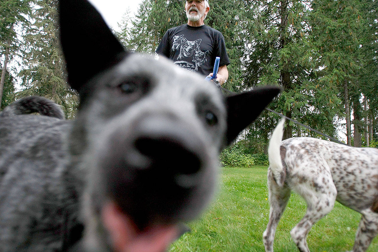 Summer guide: The big list of dog parks in Snohomish County