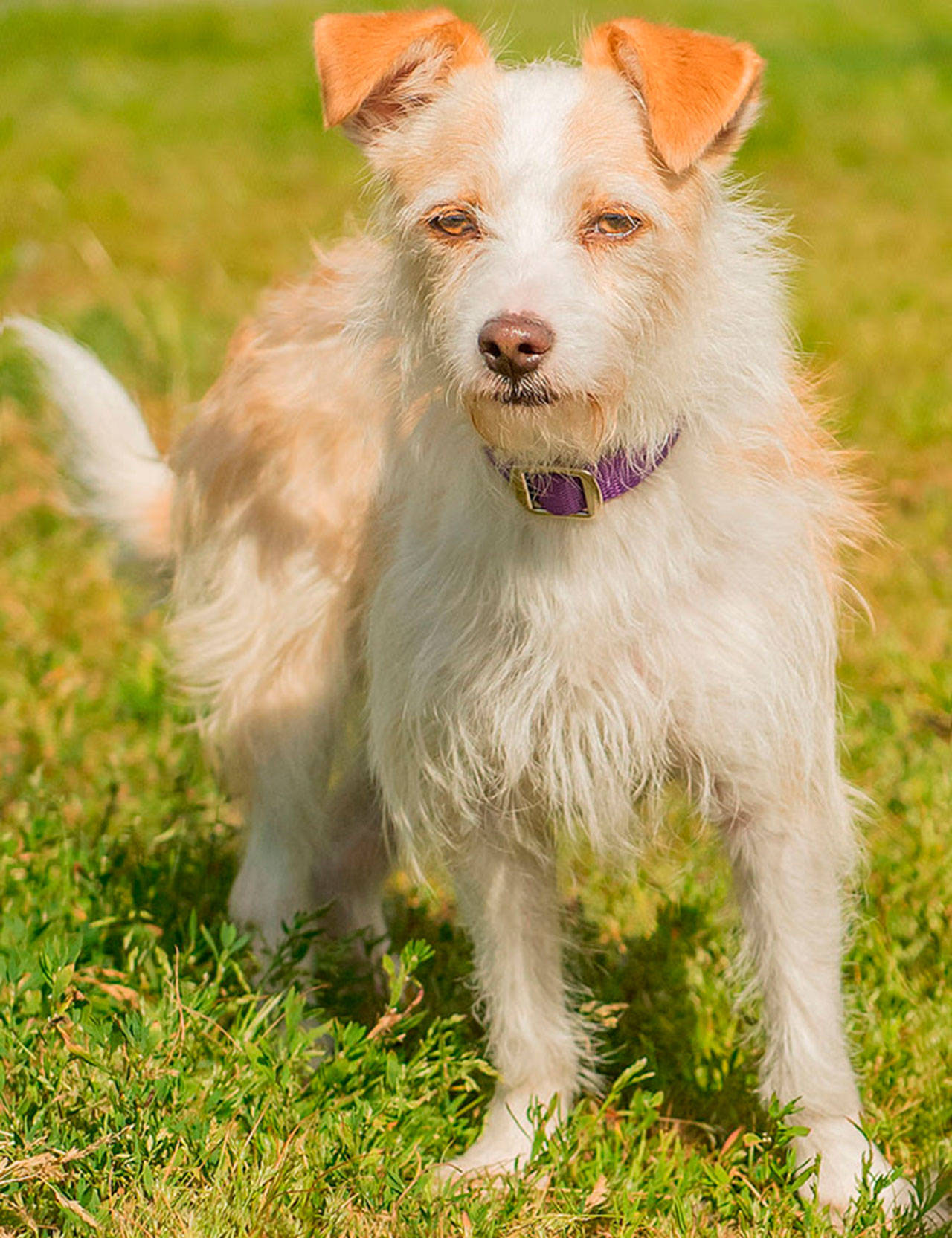 Abby is a fun little terrier! She is looking for her forever family that will take her on strolls around the city and lots of petting. She has been ok with other dogs but we are not sure about cats so caution should be used. Any children in the home need to be over the age of 12 and respectful of small breed dogs. Come meet her today! (Curt Story/Everett Animal shelter)