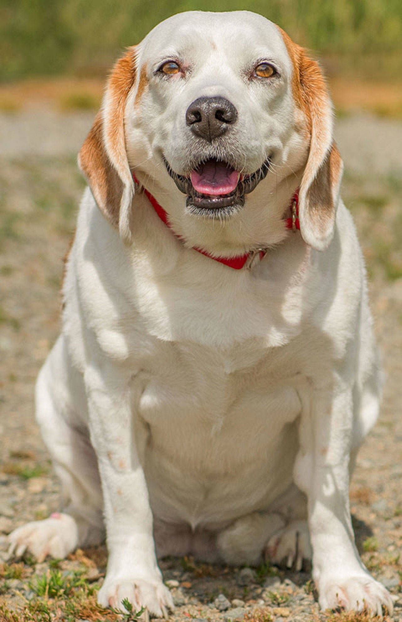 Angels owner has passed away and she is in need of a new home. She gets along well with other dogs and has not lived with cats. Angel is very gentle with children but also needs them to be respectful with her. She is house trained and loves going for short walks. (Curt Story/Everett Animal Shelter)