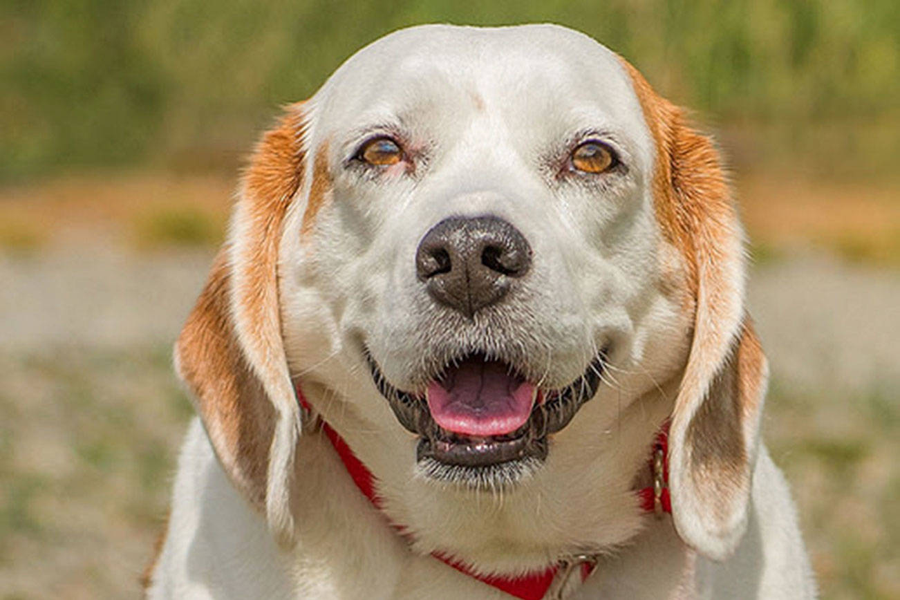 Two dogs at Everett Animal Shelter ready for forever homes