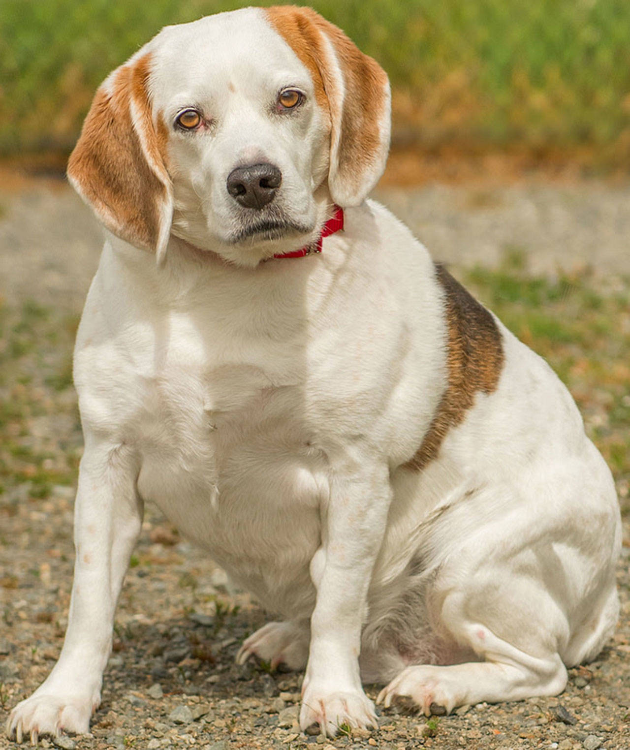 Angel’s owner has passed away and she is in need of a new home. She gets along well with other dogs and has not lived with cats. Angel is very gentle with children but also needs them to be respectful with her. She is house trained and loves going for short walks. (Curt Story/Everett Animal Shelter)