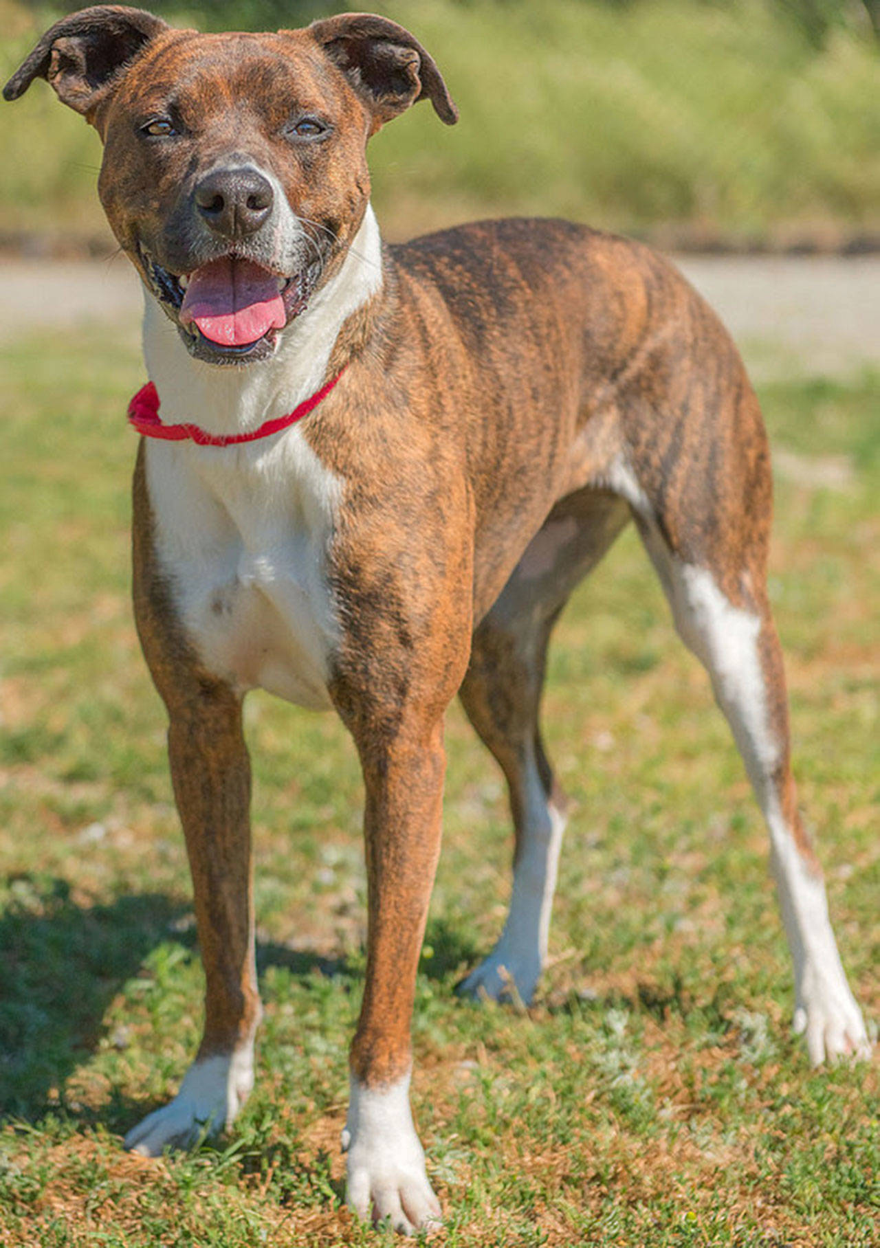 Charlie is an active dog that is looking for a home without small animals. This includes small dogs, cats or any other small pet. She loves to play fetch and knows a few commands. Any children in the home should be over 10 years old and be dog savvy. She may get along with another dog her size or bigger but will need a meet and greet prior to adoption. (Curt Story/Everett Animal Shelter)